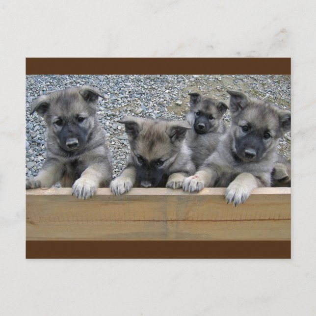 Carte Postale Puppies de Norvège (Devant)