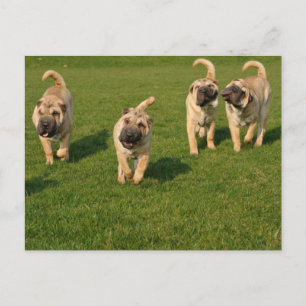 Carte Postale Puppies Shar Pei Jouer