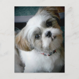 Carte Postale Puppy Buddie
