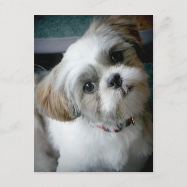 Carte Postale Puppy Buddie (Devant)