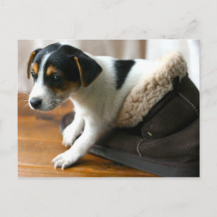 Carte Postale Puppy Cute Ugg (Jack Russell Terrier