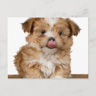 Carte Postale Puppy idiot léchant c'est le nez