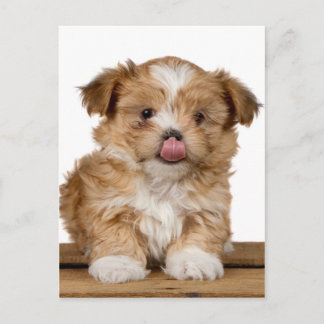 Carte Postale Puppy idiot léchant c'est le nez