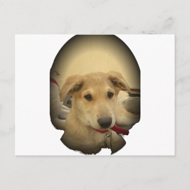 Carte Postale Puppy Love : Le meilleur ami de l'homme (Devant)
