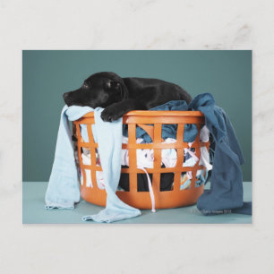Carte Postale Puppy lying in laundry basket