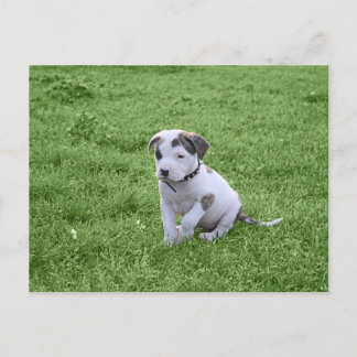 Carte Postale Puppy Pit Bull T-Bone