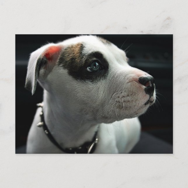 Carte Postale Puppy Pit Bull T-Bone (Devant)