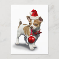 Puppy with christmas a et balle