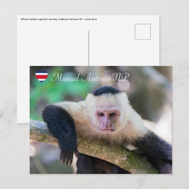 Carte Postale Pura vida pour singe capucin à tête blanche (Devant / Derrière)