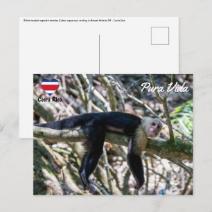Carte Postale Pura vida pour singe capucin à tête blanche
