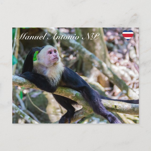 Carte Postale Pura vida pour singe capucin à tête blanche (Devant)