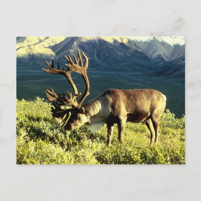 Carte postale pure (Devant)