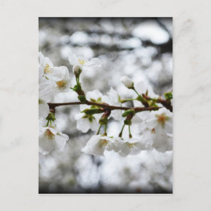 Carte Postale Pureté douce