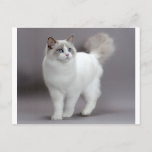 Carte Postale Purfection de chats à poupée bleue
