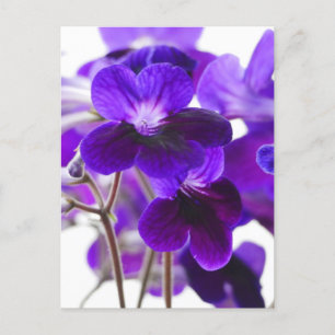 Carte Postale Purple Cape Primrose Flowers