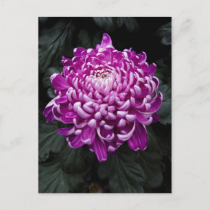 Carte postale Purple Chrysanthemum