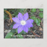 Carte postale Purple Clematis