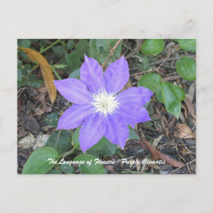 Carte postale Purple Clematis