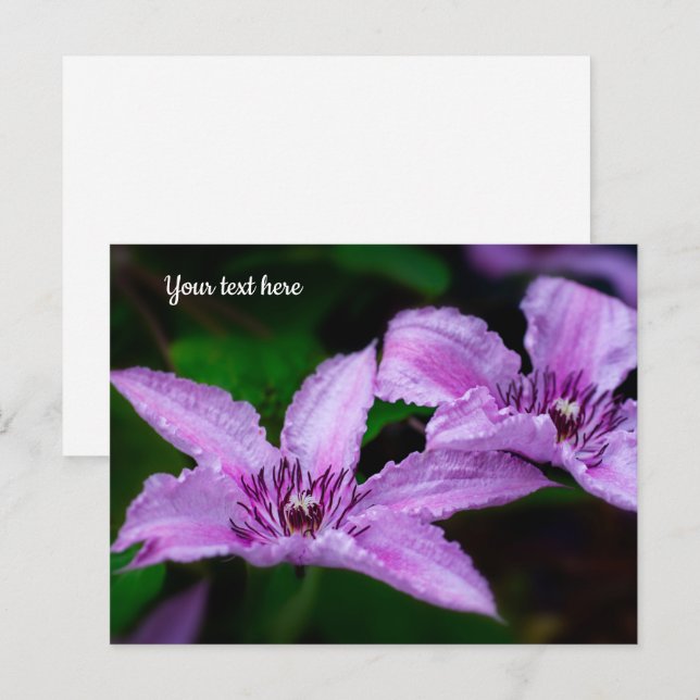 Carte postale Purple Clematis (Devant / Derrière)
