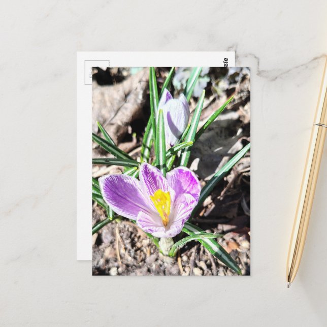 Carte Postale Purple Crocus Flowers  (Devant/Arrière en situation)
