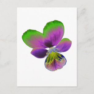 Carte postale Purple et Green Pansy