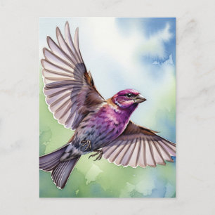 Carte Postale Purple Finch en vol