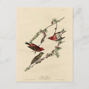 Carte Postale Purple Finch - John J. Audubon's Birds of America