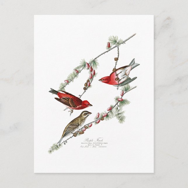 Carte Postale Purple Finch John James Audubon Oiseaux d'Amérique (Devant)