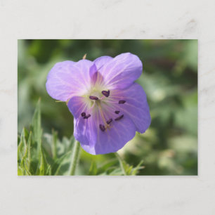 Carte Postale Purple Geranium