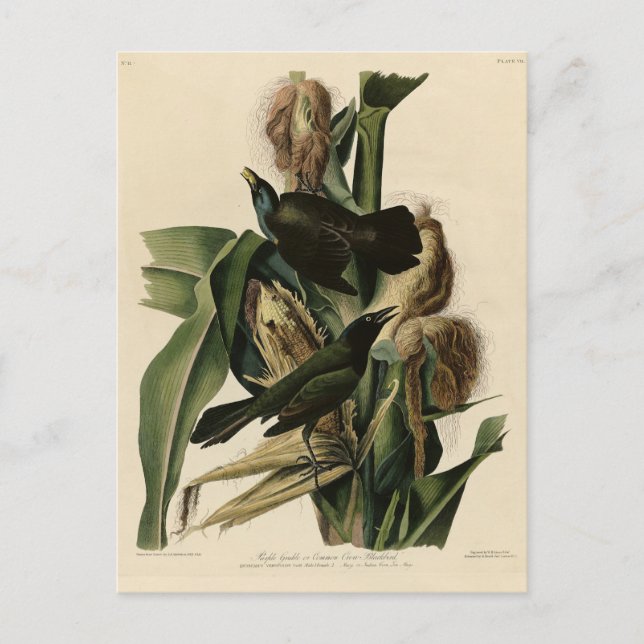 Carte Postale Purple Grakle (Grackle) Audubon's Birds of America (Devant)