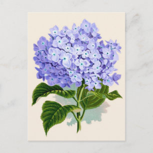 Carte Postale Purple Hydrangea Botanique Impression
