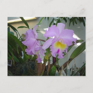 Carte Postale Purple Iris