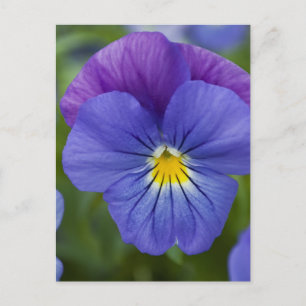 Carte Postale Purple Pansy