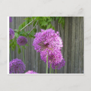CARTE POSTALE PURPLE PEONY