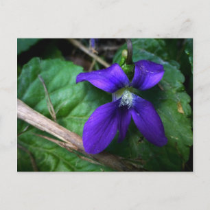 Carte Postale Purple Petals