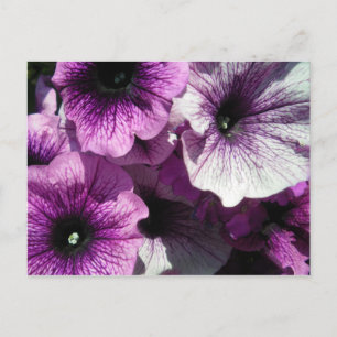 Carte Postale Purple Petunias