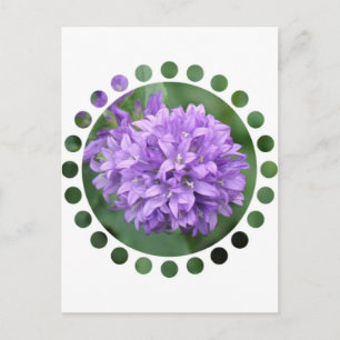 Carte postale Purple Phlox
