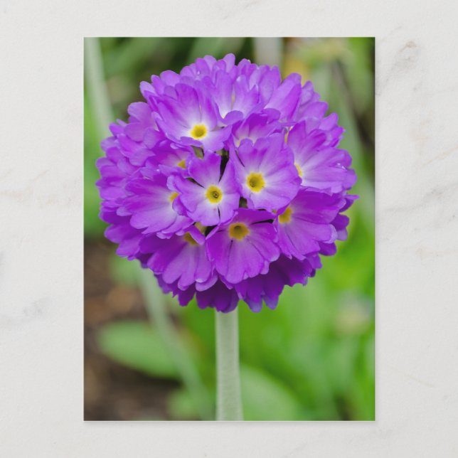 Carte Postale Purple Primula (Devant)