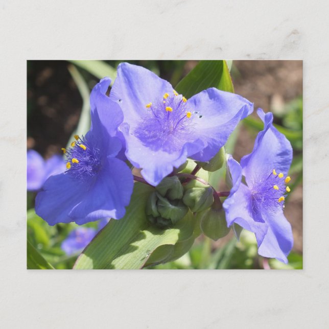 Carte postale Purple Spiderwort (Devant)
