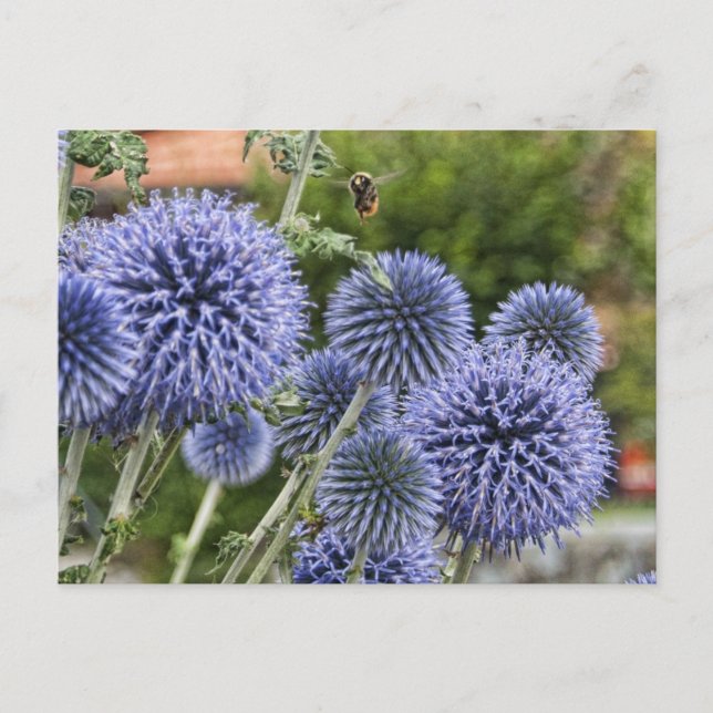 Carte Postale Purple Thistles and Bee à Brienz, Suisse (Devant)