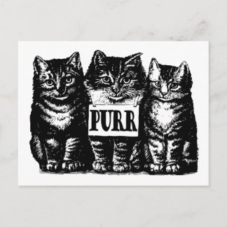 Carte Postale Purr Kittens