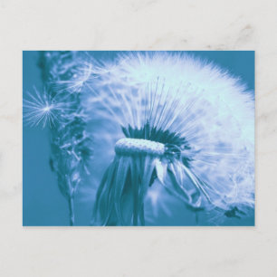 Carte Postale Pusteblume