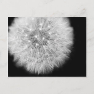 Carte Postale Pusteblume
