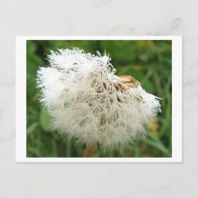 Carte Postale Pusteblume mit Morgentau (Devant)