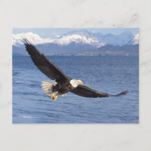 Carte Postale pygargue à tête blanche, Haliaeetus leucocephalus,