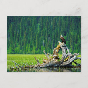 Carte Postale Pygargue à tête blanche perché sur une branche