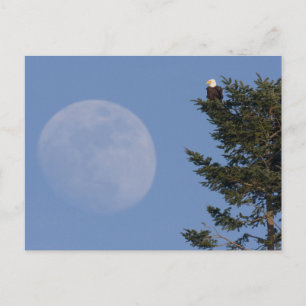 Carte Postale Pygargue à tête blanche   Pleine lune montante