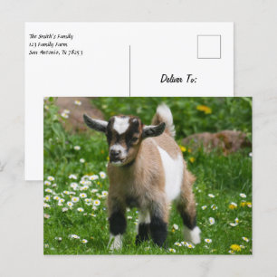 Carte Postale Pygmée chèvre naine enfant en fleurs