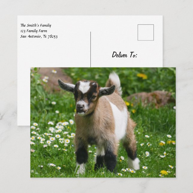 Carte Postale Pygmée chèvre naine enfant en fleurs (Devant / Derrière)