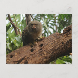 Carte Postale Pygmée Marmoset # 3